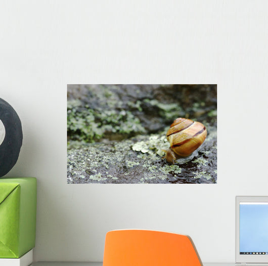 Snail On A Rock In The Rain Wall Mural