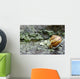 Snail On A Rock In The Rain Wall Mural