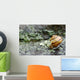 Snail On A Rock In The Rain Wall Mural