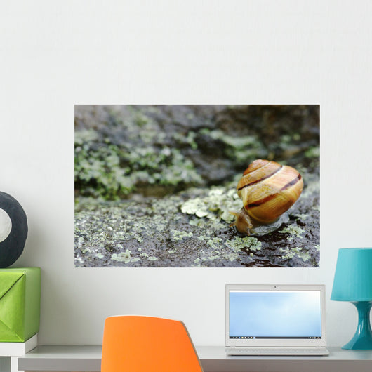 Snail On A Rock In The Rain Wall Mural