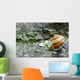 Snail On A Rock In The Rain Wall Mural