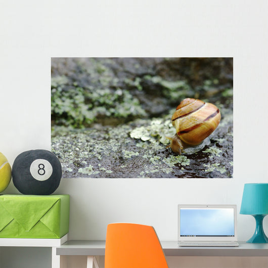 Snail On A Rock In The Rain Wall Mural