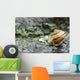 Snail On A Rock In The Rain Wall Mural