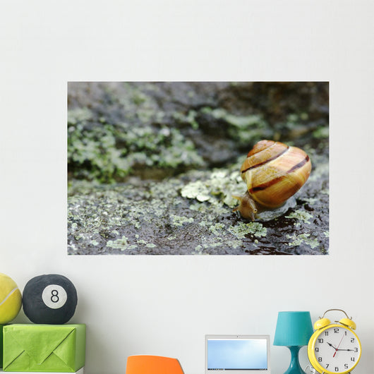 Snail On A Rock In The Rain Wall Mural