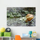 Snail On A Rock In The Rain Wall Mural