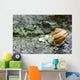 Snail On A Rock In The Rain Wall Mural