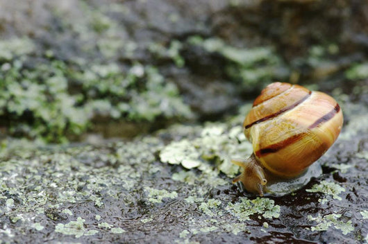Snail On A Rock In The Rain Wall Mural