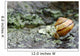 Snail On A Rock In The Rain Wall Mural