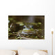 Northern Green Frog Peeking Out Of Water Wall Mural
