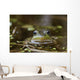 Northern Green Frog Peeking Out Of Water Wall Mural
