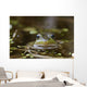 Northern Green Frog Peeking Out Of Water Wall Mural