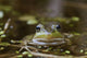 Northern Green Frog Peeking Out Of Water Wall Mural