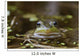Northern Green Frog Peeking Out Of Water Wall Mural