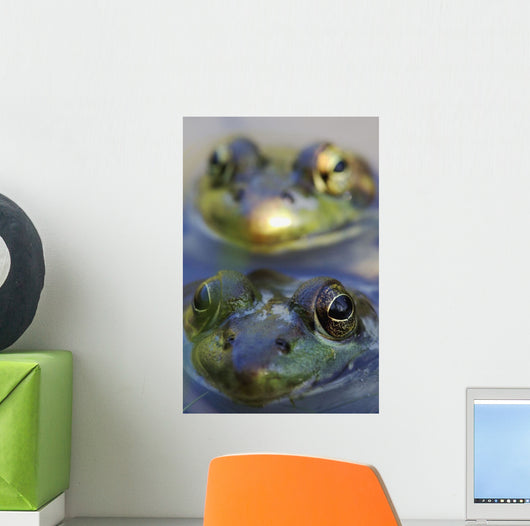 Northern Green Frogs Mating In A Pond Wall Mural
