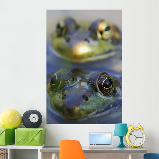 Northern Green Frogs Mating In A Pond Wall Mural