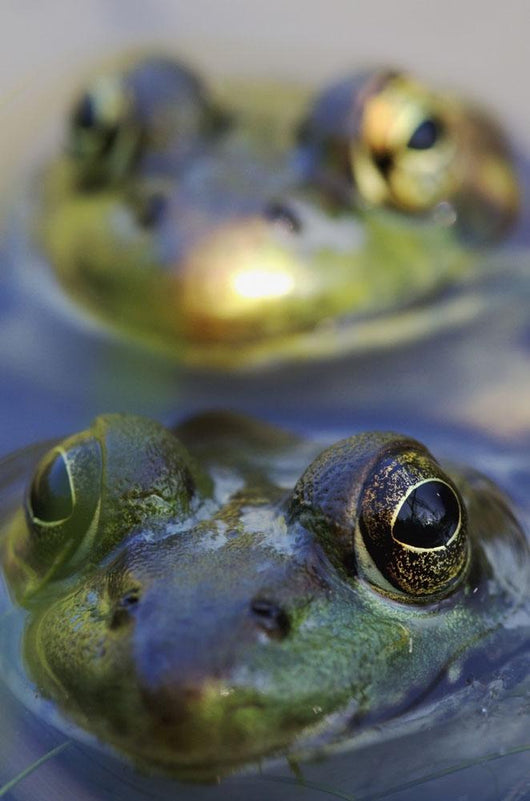 Northern Green Frogs Mating In A Pond Wall Mural