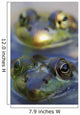 Northern Green Frogs Mating In A Pond Wall Mural
