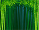 Bamboo Forest