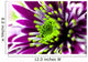 Up Purple Aster