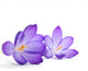 Purple Crocus First Flower