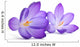 Purple Crocus First Flower