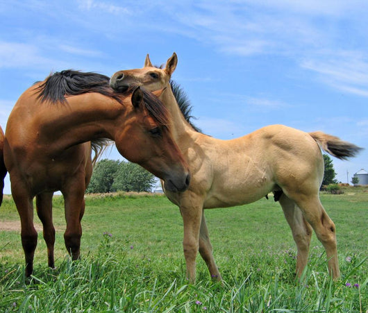 Two Horses Wall Decal Design 2