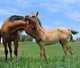 Two Horses Wall Decal Design 2