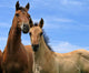 Two Horses Wall Decal Design 1