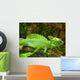 Plumed Basilisk Basiliscus Plumifrons