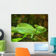 Plumed Basilisk Basiliscus Plumifrons