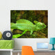 Plumed Basilisk Basiliscus Plumifrons