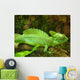 Plumed Basilisk Basiliscus Plumifrons