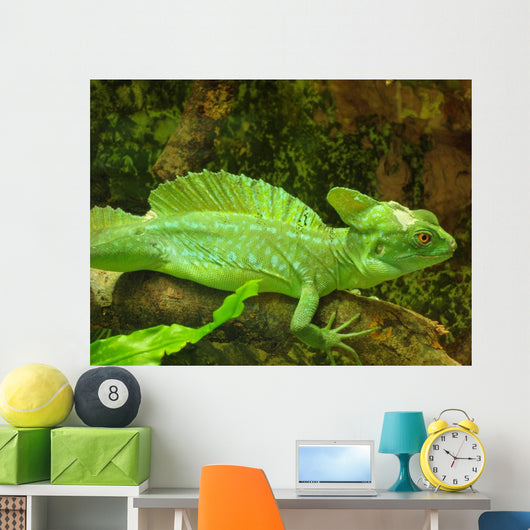 Plumed Basilisk Basiliscus Plumifrons