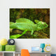 Plumed Basilisk Basiliscus Plumifrons