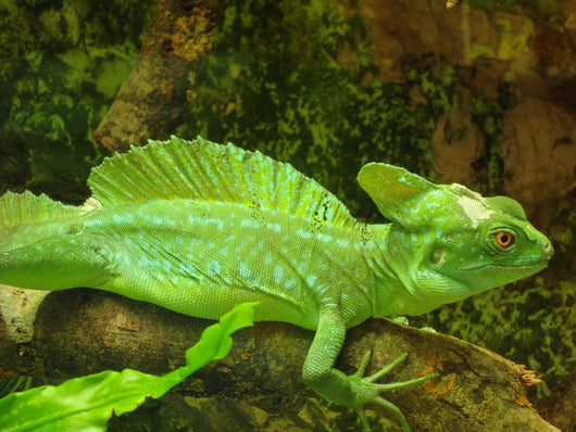 Plumed Basilisk Basiliscus Plumifrons