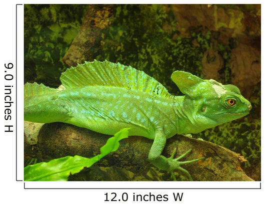Plumed Basilisk Basiliscus Plumifrons