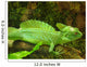 Plumed Basilisk Basiliscus Plumifrons