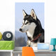 Nordic dog Wall Mural