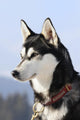 Nordic dog Wall Mural