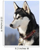 Nordic dog Wall Mural