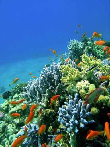 Colored Reef Wall Decal