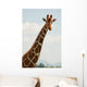 Giraffenkopf Wall Mural
