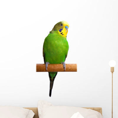 Australian Green Parrot Wall Decal shown on a wall