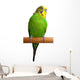 Australian Green Parrot isolated Wall Decal