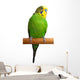 Australian Green Parrot isolated Wall Decal
