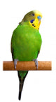 Australian Green Parrot isolated Wall Decal