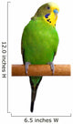 Australian Green Parrot isolated Wall Decal