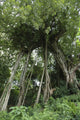 Banyan Tree Wall Mural