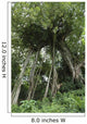 Banyan Tree Wall Mural