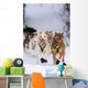 Quinn Iten Lead Dogs Running Wall Mural
